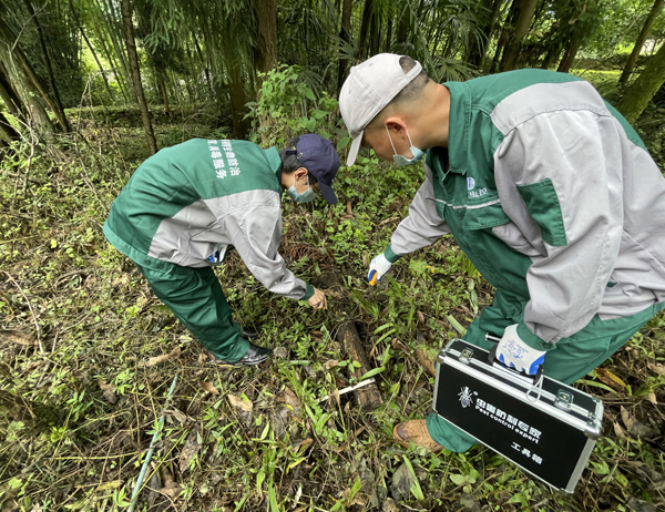 古建筑白蚁防治案例